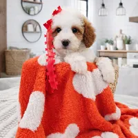 Maple, a female Miniature Bernedoodle and Miniature Aussiedoodle for sale in Grand Rapids, MI – Photo 3 of 3