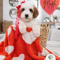 Maple, a female Miniature Bernedoodle and Miniature Aussiedoodle for sale in Grand Rapids, MI – Photo 1 of 3