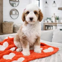 Maple, a female Miniature Bernedoodle and Miniature Aussiedoodle for sale in Grand Rapids, MI – Photo 2 of 3