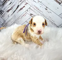 processed/1359d0c6-9e36-434a-a6be-056c10572152/listing/d6dd52b2-73c6-448c-8b94-66a8e152d71f/93ab2ee9-1693-44d4-be2a-f2ddbd3df51f