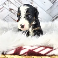 Timber, a male Miniature Bernedoodle and Miniature Aussiedoodle for sale in Grand Rapids, MI – Photo 6 of 9