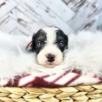Timber, a male Miniature Bernedoodle and Miniature Aussiedoodle for sale in Grand Rapids, MI – Photo 5 of 9