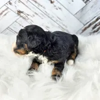 Timber, a male Miniature Bernedoodle and Miniature Aussiedoodle for sale in Grand Rapids, MI – Photo 7 of 9