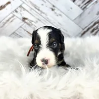 Timber, a male Miniature Bernedoodle and Miniature Aussiedoodle for sale in Grand Rapids, MI – Photo 8 of 9