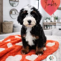 Timber, a male Miniature Bernedoodle and Miniature Aussiedoodle for sale in Grand Rapids, MI – Photo 1 of 9