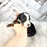 Timber, a male Miniature Bernedoodle and Miniature Aussiedoodle for sale in Grand Rapids, MI – Photo 4 of 9