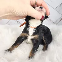 Timber, a male Miniature Bernedoodle and Miniature Aussiedoodle for sale in Grand Rapids, MI – Photo 3 of 9