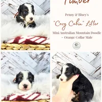 Timber, a male Miniature Bernedoodle and Miniature Aussiedoodle for sale in Grand Rapids, MI – Photo 2 of 9