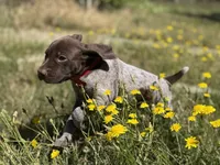 Sadie, a female German Shorthaired Pointer for sale in Oroville, CA – 6 of 10