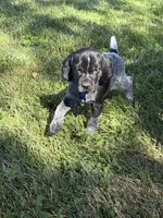 Rowdy ( black roan), a male German Shorthaired Pointer for sale in Oroville, CA – 4 of 10