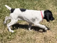 Pepper (on hold), a female German Shorthaired Pointer for sale in Oroville, CA – 5 of 10