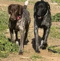 Ember. ( Black roan), a female German Shorthaired Pointer for sale in Oroville, CA – 10 of 10