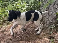 Pepper (Blk &Whte), a female German Shorthaired Pointer for sale in Oroville, CA – 9 of 10