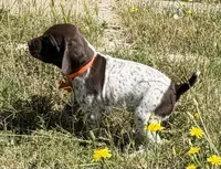Goose ( liver&white), a male German Shorthaired Pointer for sale in Oroville, CA – 5 of 10