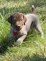 Sadie, a female German Shorthaired Pointer for sale in Oroville, CA – 8 of 10