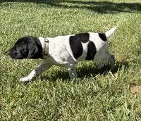 Pepper, a female German Shorthaired Pointer for sale in Oroville, CA – 3 of 10
