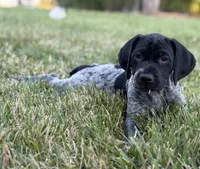 Ember. ( Black roan), a female German Shorthaired Pointer for sale in Oroville, CA – 9 of 10