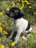 Pepper, a female German Shorthaired Pointer for sale in Oroville, CA – 8 of 10