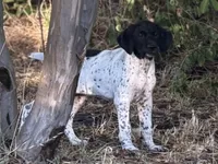 Pepper (on hold), a female German Shorthaired Pointer for sale in Oroville, CA – 3 of 10