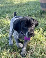 Ember. ( Black roan), a female German Shorthaired Pointer for sale in Oroville, CA – 4 of 10