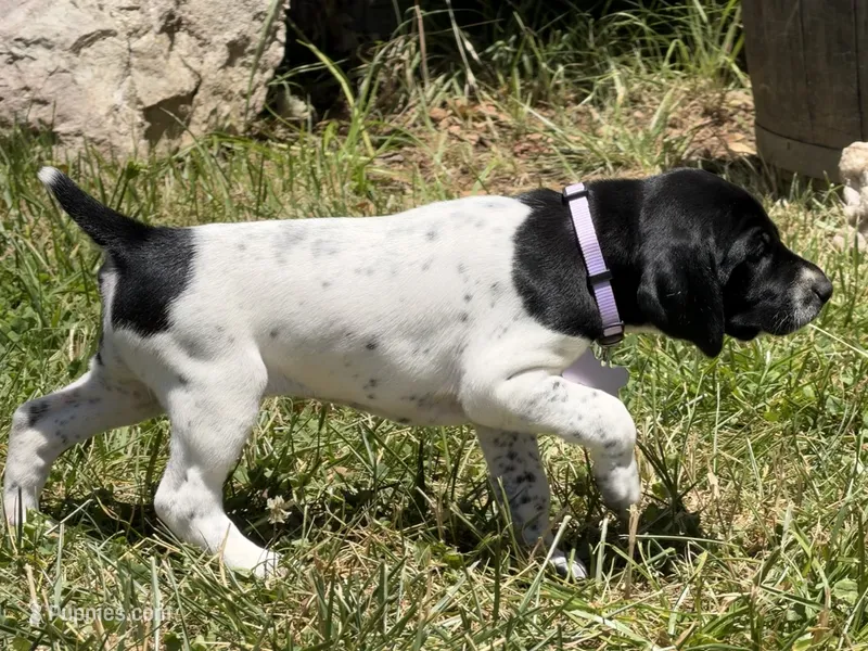 Cassie ( Blk&white) – German Shorthaired Pointer puppy for sale in Oroville, CA