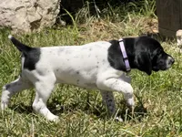 Cassie, a female German Shorthaired Pointer for sale in Oroville, CA – 7 of 10