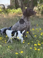 Pepper, a female German Shorthaired Pointer for sale in Oroville, CA – 7 of 10