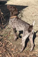 Rowdy ( black roan), a male German Shorthaired Pointer for sale in Oroville, CA – 10 of 10