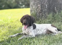 Goose ( FULL AKC), a male German Shorthaired Pointer for sale in Oroville, CA – 5 of 10