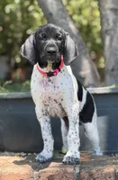 Pepper (on hold), a female German Shorthaired Pointer for sale in Oroville, CA – 4 of 10