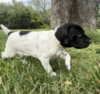 Pepper, a female German Shorthaired Pointer for sale in Oroville, CA – 6 of 10