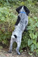 Rowdy ( on hold), a male German Shorthaired Pointer for sale in Oroville, CA – 2 of 10