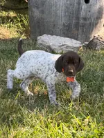 Goose ( liver&white), a male German Shorthaired Pointer for sale in Oroville, CA – 7 of 10