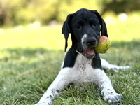 Cassie ( FULL AKC), a female German Shorthaired Pointer for sale in Oroville, CA – 2 of 10