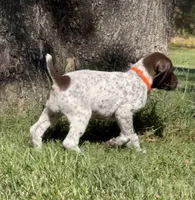 Goose, a male German Shorthaired Pointer for sale in Oroville, CA – 4 of 10