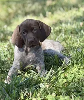 Sadie (liver roan), a female German Shorthaired Pointer for sale in Oroville, CA – 3 of 9