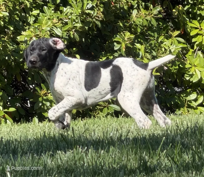 Pepper (Full AKC) – German Shorthaired Pointer puppy for sale in Oroville, CA