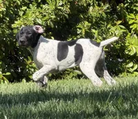 Pepper (Full AKC), a female German Shorthaired Pointer for sale in Oroville, CA – 1 of 10