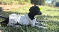 Cassie ( FULL AKC), a female German Shorthaired Pointer for sale in Oroville, CA – 10 of 10