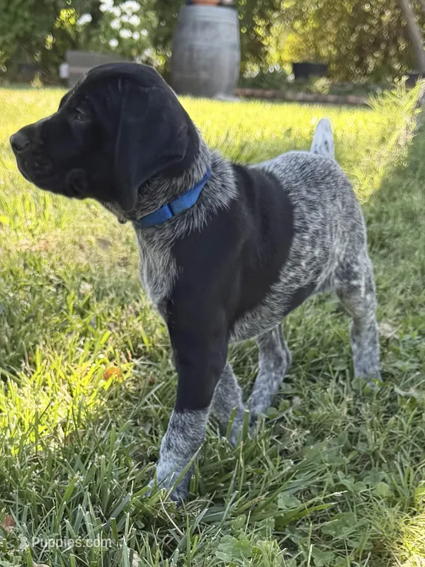 Rowdy ( on hold) – German Shorthaired Pointer puppy for sale in Oroville, CA