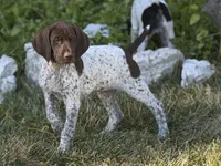 Goose ( FULL AKC), a male German Shorthaired Pointer for sale in Oroville, CA – 7 of 10