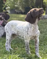 Goose ( FULL AKC), a male German Shorthaired Pointer for sale in Oroville, CA – 6 of 10