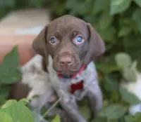 Sadie, a female German Shorthaired Pointer for sale in Oroville, CA – 7 of 10