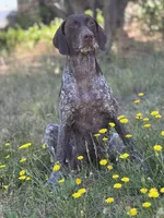 Cassie, a female German Shorthaired Pointer for sale in Oroville, CA – 10 of 10