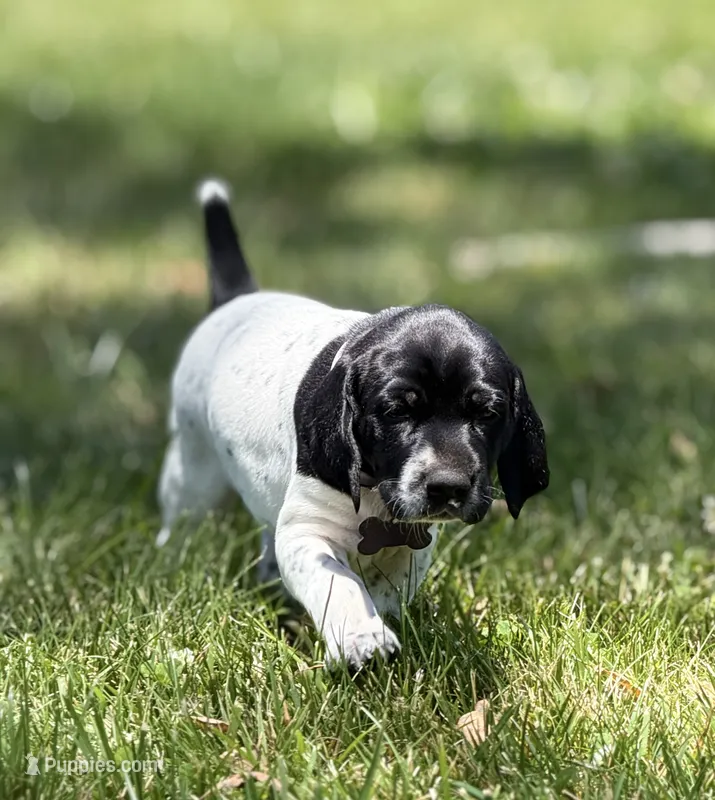 Cassie – German Shorthaired Pointer puppy for sale in Oroville, CA