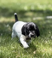 Cassie, a female German Shorthaired Pointer for sale in Oroville, CA – 1 of 10