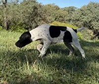 Pepper (on hold), a female German Shorthaired Pointer for sale in Oroville, CA – 2 of 10