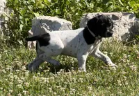 Cassie ( Blk&white), a female German Shorthaired Pointer for sale in Oroville, CA – 5 of 10