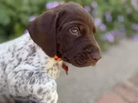 Goose, a male German Shorthaired Pointer for sale in Oroville, CA – 8 of 10