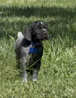 Rowdy ( black roan), a male German Shorthaired Pointer for sale in Oroville, CA – 7 of 10